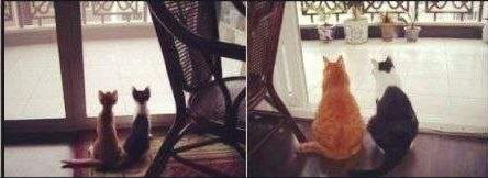 Коты и время