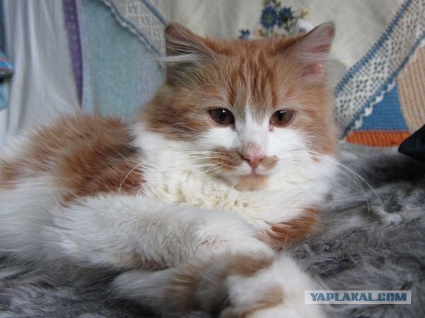 Котовторник 8.10.2013