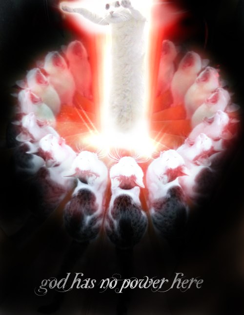 Коты ученых