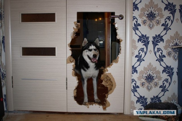 Американский бобслеист застрял в ванной комнате