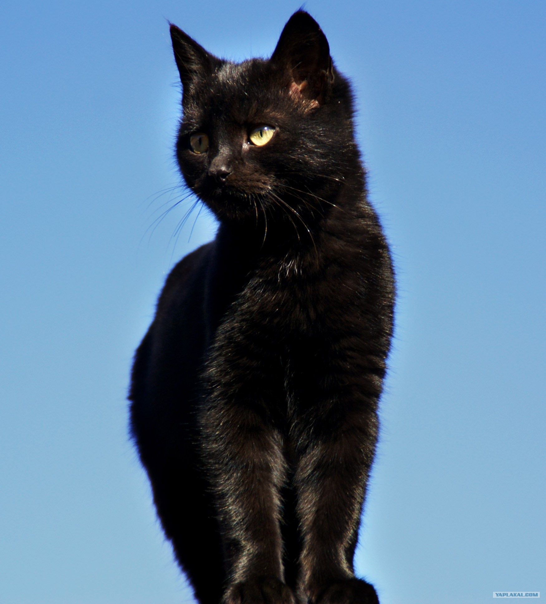 Черная кошка россия. Черная кошка. Европейская черная кошка. Русская черная кошка. Грациозная черная кошка.