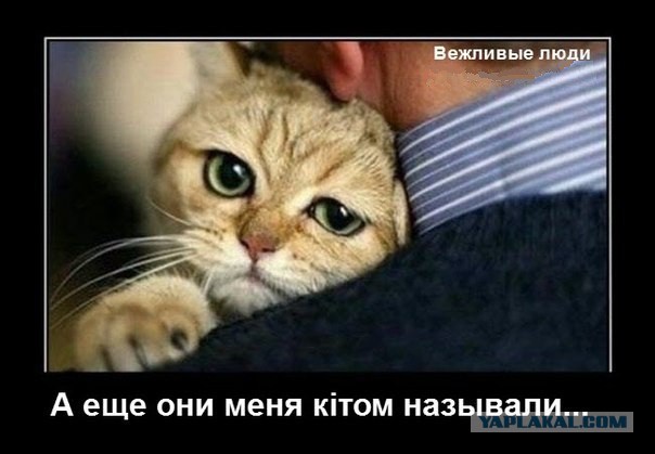 Вежливый кот!