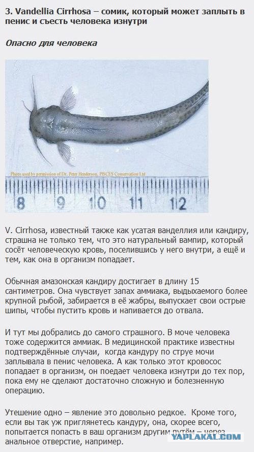 Самые страшные обитатели российских водоемов