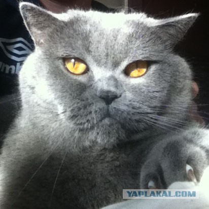 Котовторник 30.09.2014