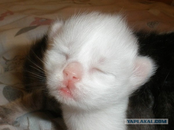 Котовторник 16.12.2014