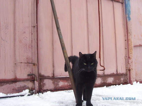 Котовторник