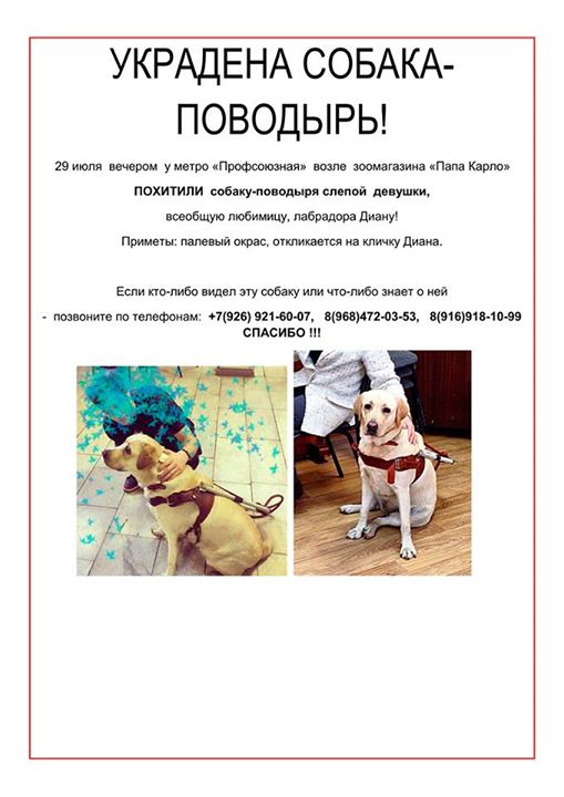 Украли собаку поводыря