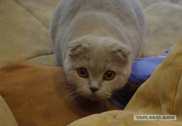 Котовторник 29-09-2015,