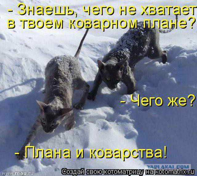 О важном. Проблемы котов