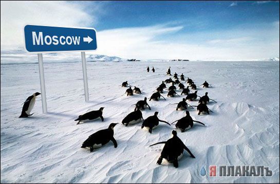 Дневник замерзающего москвича