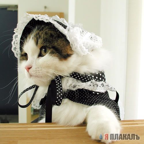 Коты, кошки, котята