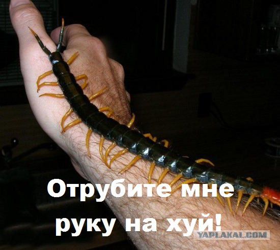 Сколопендры: инопланетные убийцы, живущие в наших домах