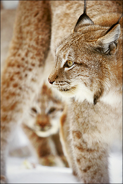 ДИКИЕ КОШКИ