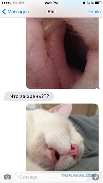Ужасы и приколы из соцсетей 18+