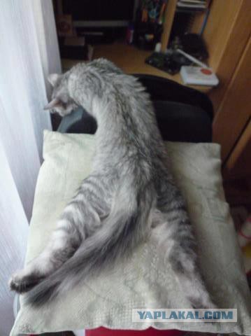 Кошачьи сны