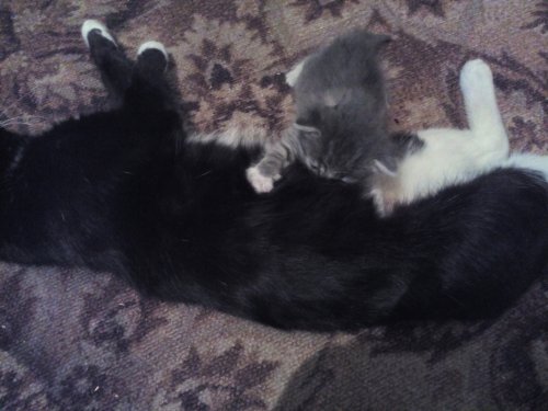 Котовторник 21.02.2017