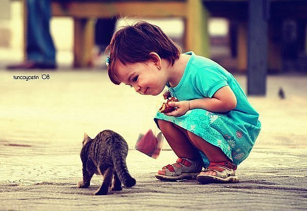 Коты и Кошки