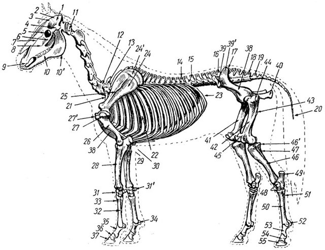 Что-то жрёт крокодилов на Ладоге. Ужс.