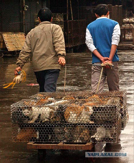 В Китае люди продают их в виде брелоков (7 фото)