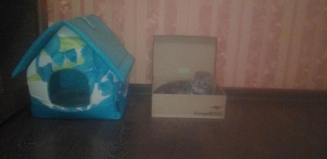 Коты и Кошки