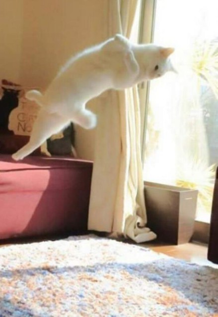 Коты и Кошки