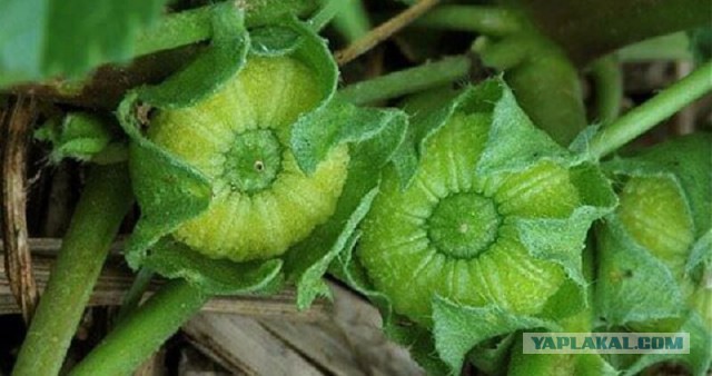 Любимые лакомства советских детей