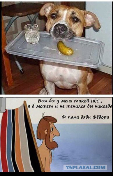 Капитан Росгвардии зарезал набросившегося на ребенка бультерьера.