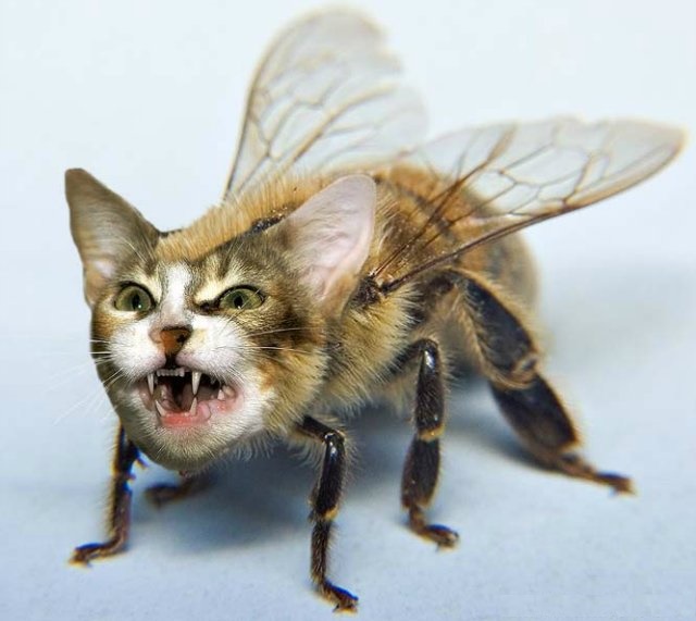 Р›РµС‚СѓС‡РёР№ РєРѕС‚