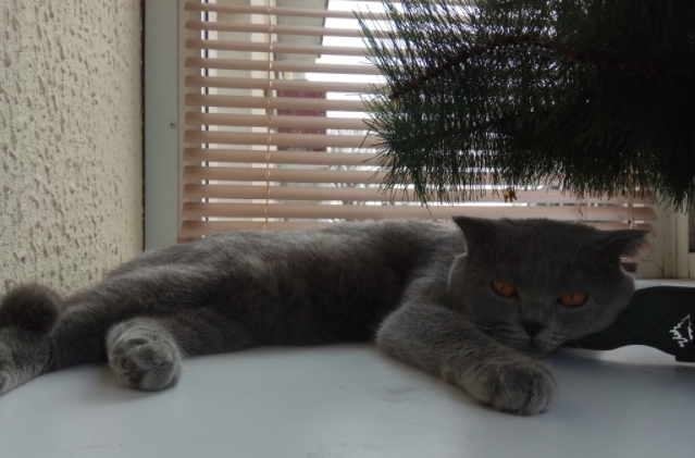Котовторник 24.04.2018