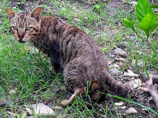 Прикольные коты на среду! ОЧЕНЬ МНОГО!