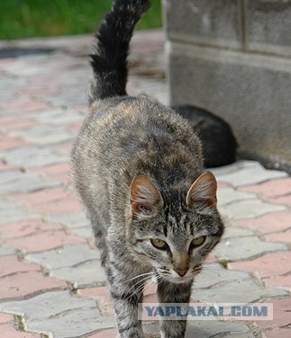 Ура, котовторник! (01.07.2008)