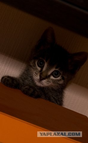 Внимание! На ЯПе КОТОВТОРНИК. 23.09.08.