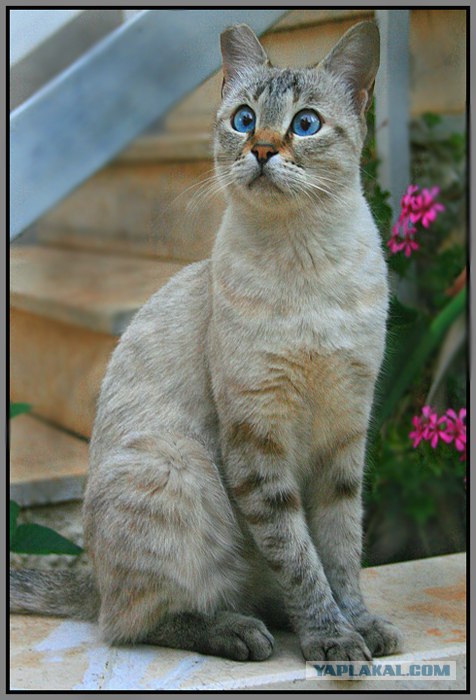 Коты на вторник на ЯПлакалъ (07.10.2008)