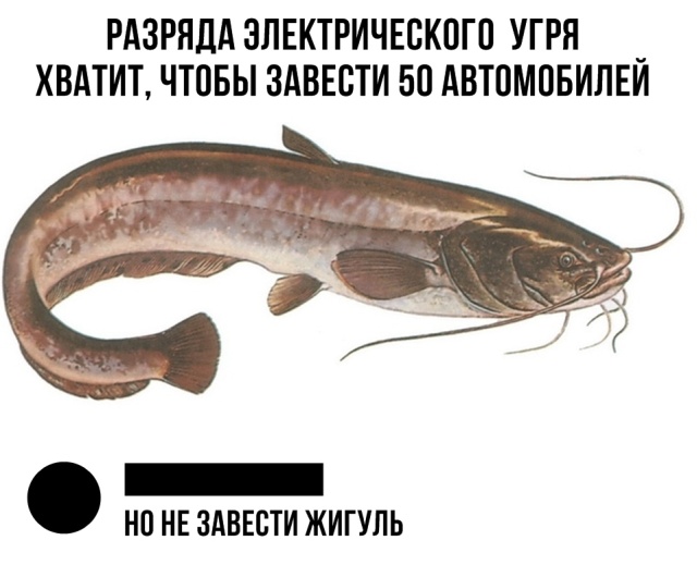 Нестандартный юмор