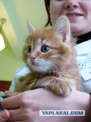 Котовторник!
