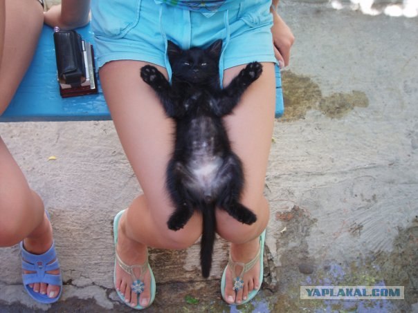 Профессиональный котовторник