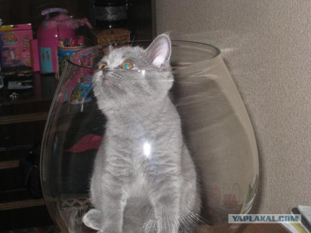 Котовторник (10.01.2012)