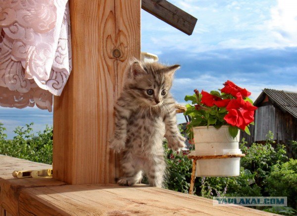 Котовторник 24.07.2012