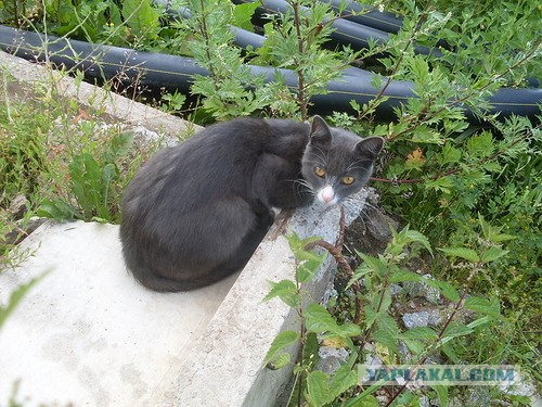 Котовторник  16.10.12