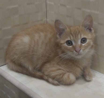 Забавные фото котеек