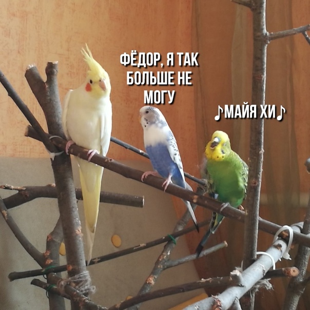 Алкопост! В картинках