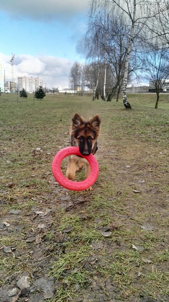 Живность из сети