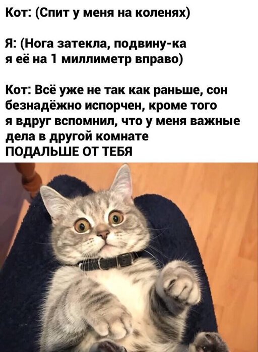 Свинегрет: картинки, надписи и прочее 03.02.20