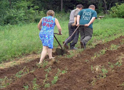 А вы сажали картошку?