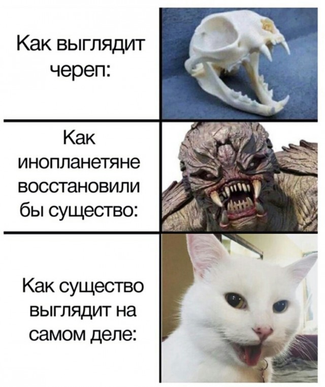 Картинки с надписями и котами
