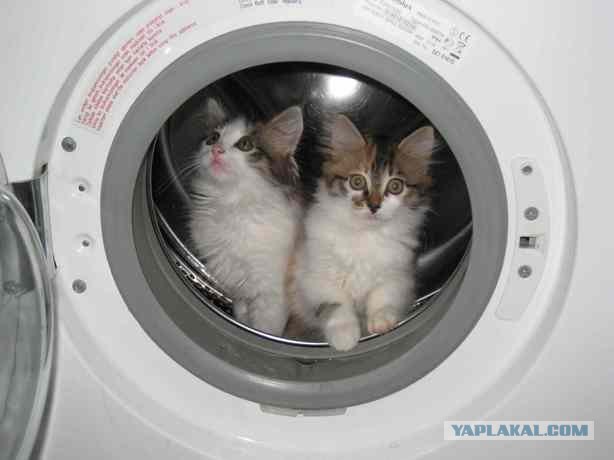 Кот в стиральной машине