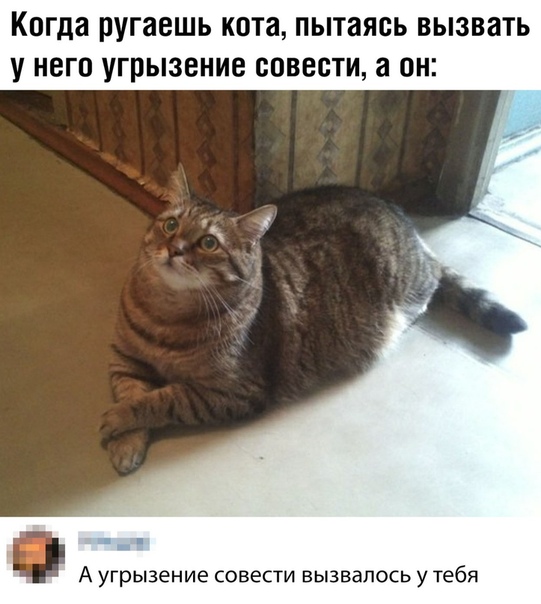 11 мифов о собаках, в которые вы верите напрасно