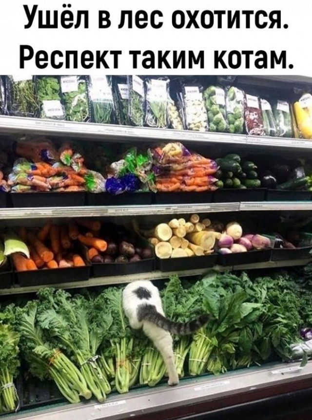Картинки и мемы, выходные продолжаются