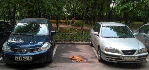 Дворовые приключения