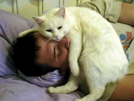 Коротко о сне с котом